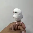 روز