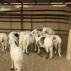 سواكن بيض مرابي اضاحي سعر 1200
