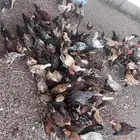 صوص