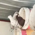 زوج و فروخه كبار عالسوم