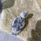 فرخ روز تم البيع الله يبارك