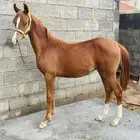 مهر واهو سلاله عريقه يصلح فحل مربط ويصلح سرعه العمر 9 شهور