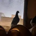 فراخ حقة سباق
