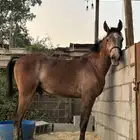 حصان شعبي للبيع