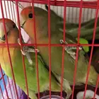 طيور روز أليفين