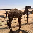 حاشي اصفر تربيه تم البيع خارج الموقع