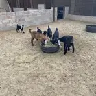 مراح معزى عارضي