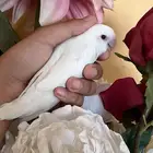 روز