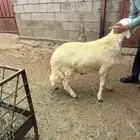 خروف جبر للبيع