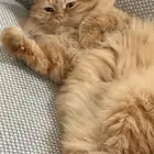 5 قطط للتبني