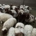 30 راس نعيمي