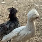دجاج بولش فاخر