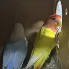 اجواز روز منتجه