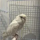 بادجي هولندي للبيع
