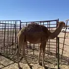 قعدان للبيع