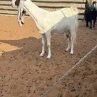 عنز مطوره حاصب