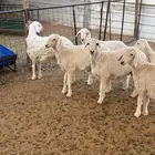 4 رخال و2 طليان