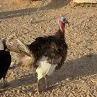 ديك رومي للبيع