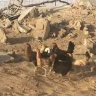 دجاج للبيع العدد 20 الموقع جهام