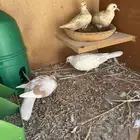 قماري هولندي