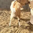 تيس