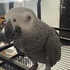 طير كاسكو العمر سنتين