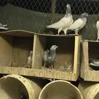 طبات حمام باكستاني