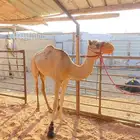 بكره للبيع