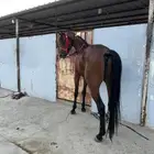 مهر شعبي شيخ