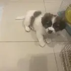 جرو فرنسي للتبني برسوم