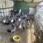 دجاج بياض للبيع
