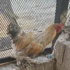ديك براهما