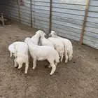 4 رخال و طليين كفو