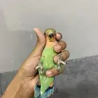 روز اليف