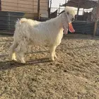 عارضي ابيض مشروك بشامي
