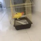 ببغاء الاستخدام شهر ونص للبيع