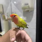 روز اليف حمامه ماعنده عض للبيع