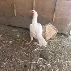 دجاج باكستانيه اذكروا الله
