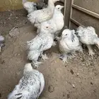 صوص براهما كولمبي
