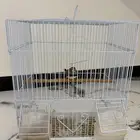 للبيع بشبكه عصفور كناري