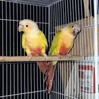 زوج كنيور مع 4 بيضات تم البيع