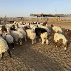 نعيم