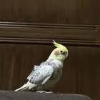 كروان عمره سنتين مع قفصه