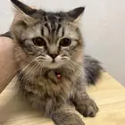 ثلاث قطط شيرازي للبيع