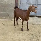 معزا دهماء شحم