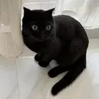 قط ذكر سكوتش غير معقم