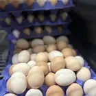 بيض طازج