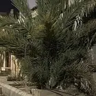 نخل للبيع