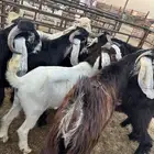 تيوس عوارض جبره