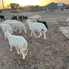 بهم للبيع